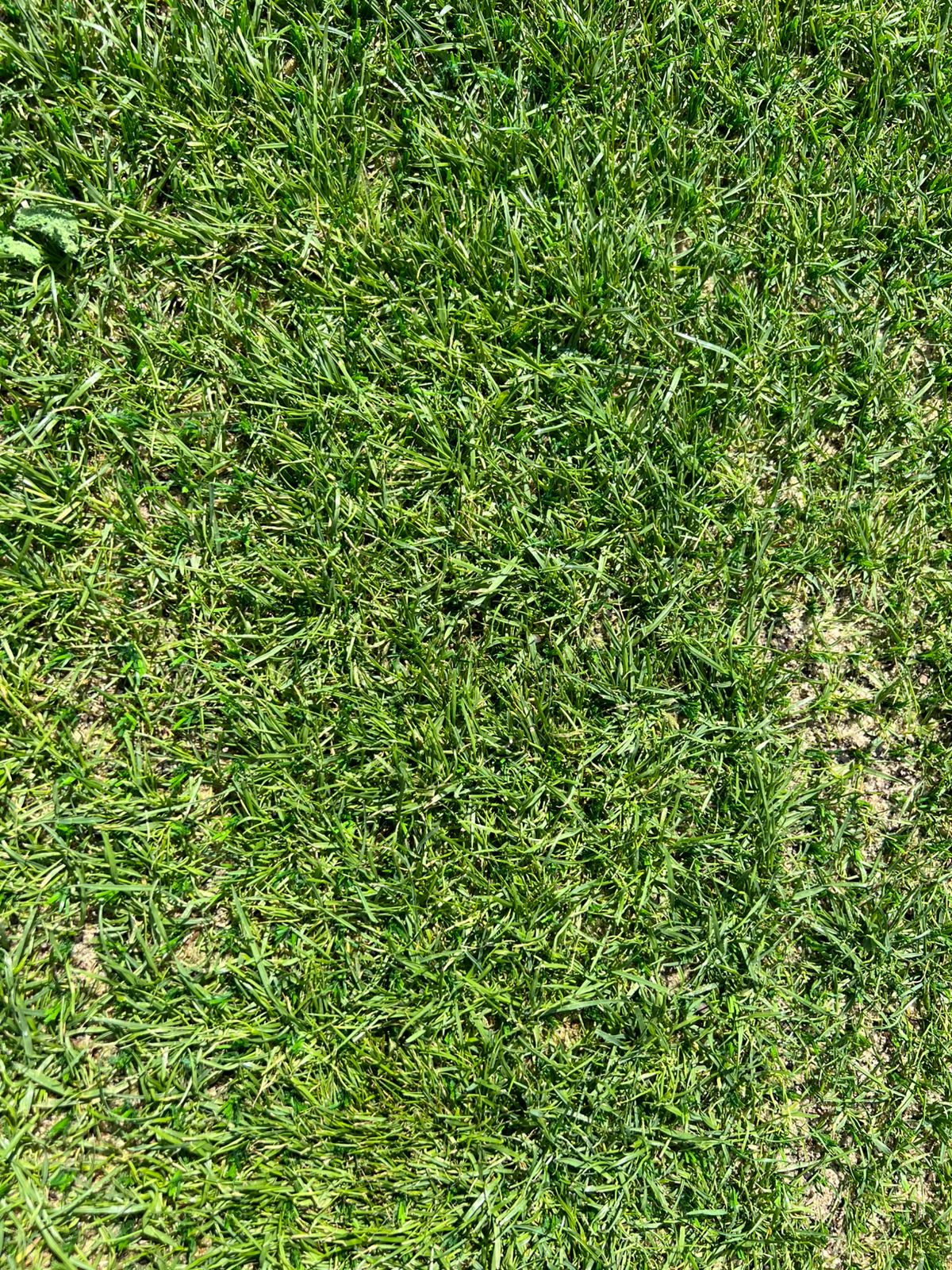 Hybrid Grass2